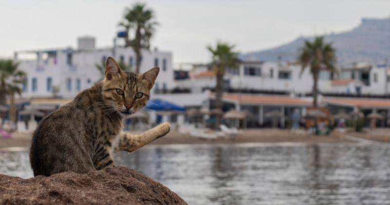 Pexels/Berkalp Turper